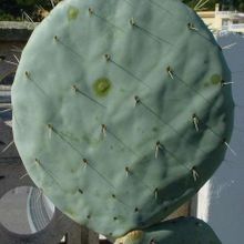 A photo of Opuntia ellisiana