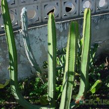 Una foto de Euphorbia canariensis