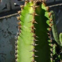 Una foto de Euphorbia canariensis