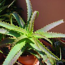 A photo of Aloe arborescens