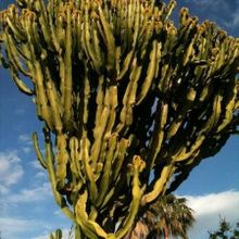 Una foto de Euphorbia ingens