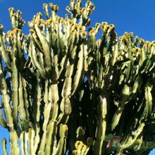 Una foto de Euphorbia ingens