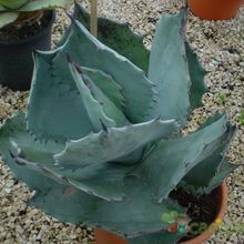 Una foto de Agave potatorum