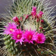 A photo of Mammillaria spinosissima fma. unpico