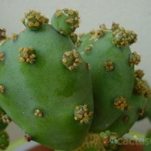 A photo of Opuntia crassa