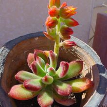 Una foto de Echeveria pulvinata