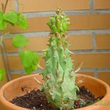A photo of Euphorbia schoenlandii