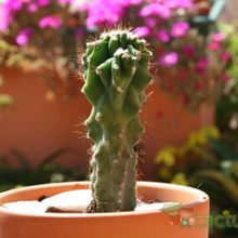 A photo of Cereus hildmannianus f. monstruosa