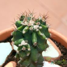 A photo of Cereus hildmannianus f. monstruosa