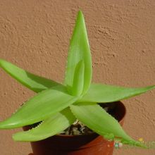 A photo of Aloe ibitiensis
