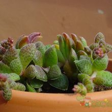 A photo of Crassula exilis ssp. picturata