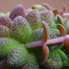 A photo of Crassula exilis ssp. picturata