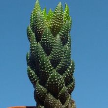 Una foto de Haworthia coarctata