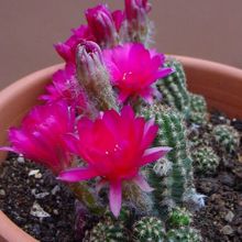 A photo of Chamaelobivia cv. violet