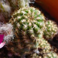 A photo of Chamaelobivia cv. violet