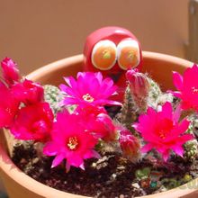 A photo of Chamaelobivia cv. violet