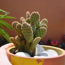 Una foto de Opuntia microdasys ssp. rufida fma. monstruosa