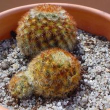 A photo of Mammillaria carmenae