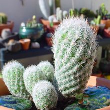 Una foto de Escobaria sneedii subsp. leei