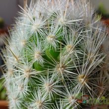 Una foto de Escobaria sneedii subsp. leei