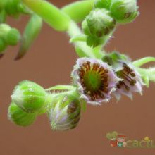 Una foto de Sempervivum fauconnettii var. rubellum