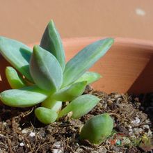 A photo of Pachyphytum brevifolium
