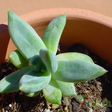 A photo of Pachyphytum brevifolium