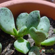 A photo of Adromischus hemisphaericus