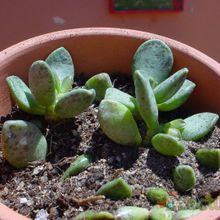 A photo of Adromischus hemisphaericus