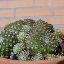 A photo of Copiapoa hypogaea subsp. laui