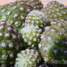 A photo of Copiapoa hypogaea subsp. laui