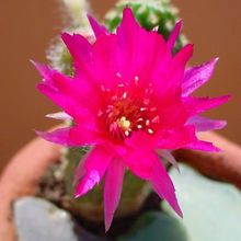 A photo of Chamaelobivia cv. violet