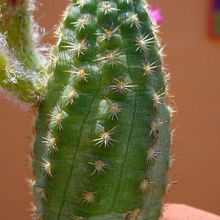 A photo of Chamaelobivia cv. violet