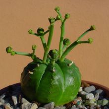 A photo of Euphorbia meloformis