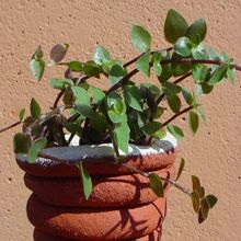 A photo of Callisia repens