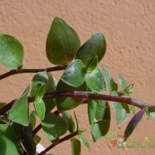 A photo of Callisia repens