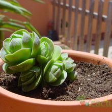 Una foto de Crassula cv. Emerald