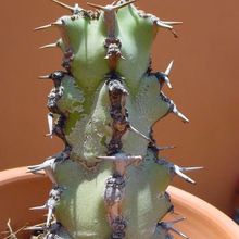Una foto de Euphorbia caerulescens