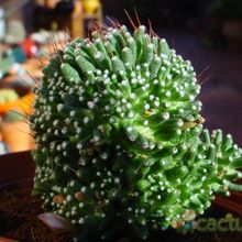 A photo of Mammillaria crinita ssp crinita fma. monstruosa