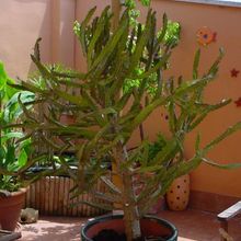 Una foto de Euphorbia tenuirama