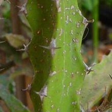 Una foto de Euphorbia tenuirama
