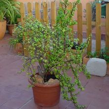 A photo of Portulacaria afra