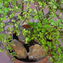 A photo of Portulacaria afra