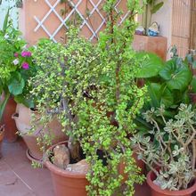 A photo of Portulacaria afra