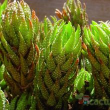A photo of Haworthia coarctata