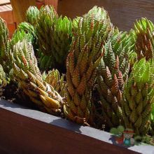 A photo of Haworthia coarctata