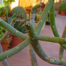 Una foto de Euphorbia cedrorum