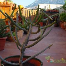 Una foto de Euphorbia cedrorum