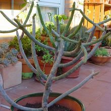 Una foto de Euphorbia cedrorum