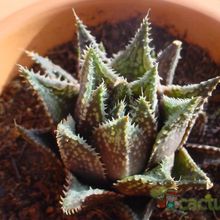 A photo of Haworthia reticulata var. reticulata